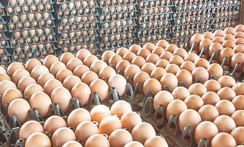 أسعار البيض اليوم