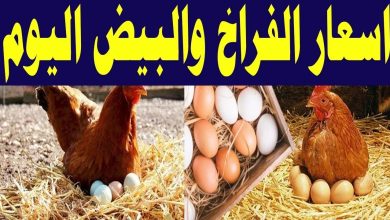أسعار الدواجن والبيض