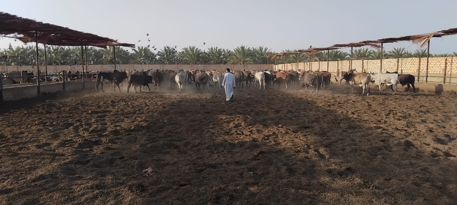 الأوقاف تتابع تجهيز الأضاحي بمجازر أبو سمبل استعدادًا لعيد الأضحى