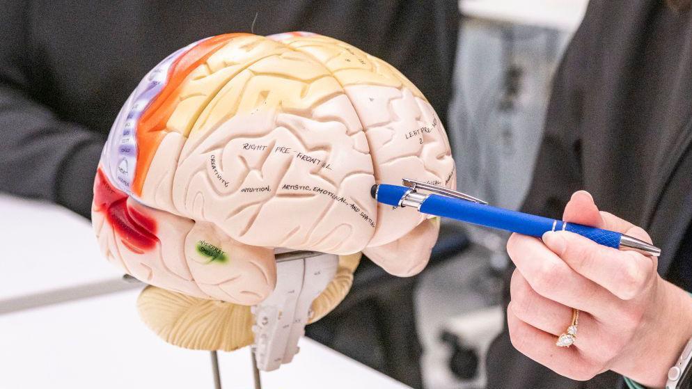 نصائح لحماية عقلك من مخاطر المستقبل والتفكير بذكاء أكبر في القرن الـ 21 1 نموذج توضيحي لمخ الإنسان